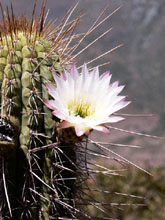 flowering cactus