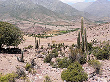 semi-desert vegetation