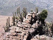cactus on outcrop