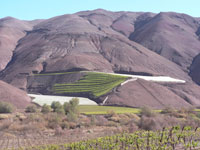 modern vineyards